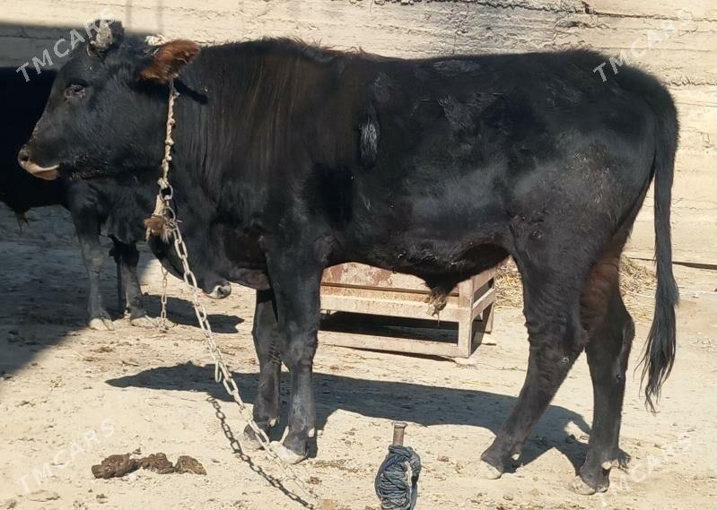 okuz - Änew - img 3