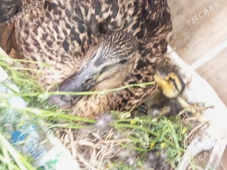 Ýabany ýaşylbaş ördek. - Murgap - img 4