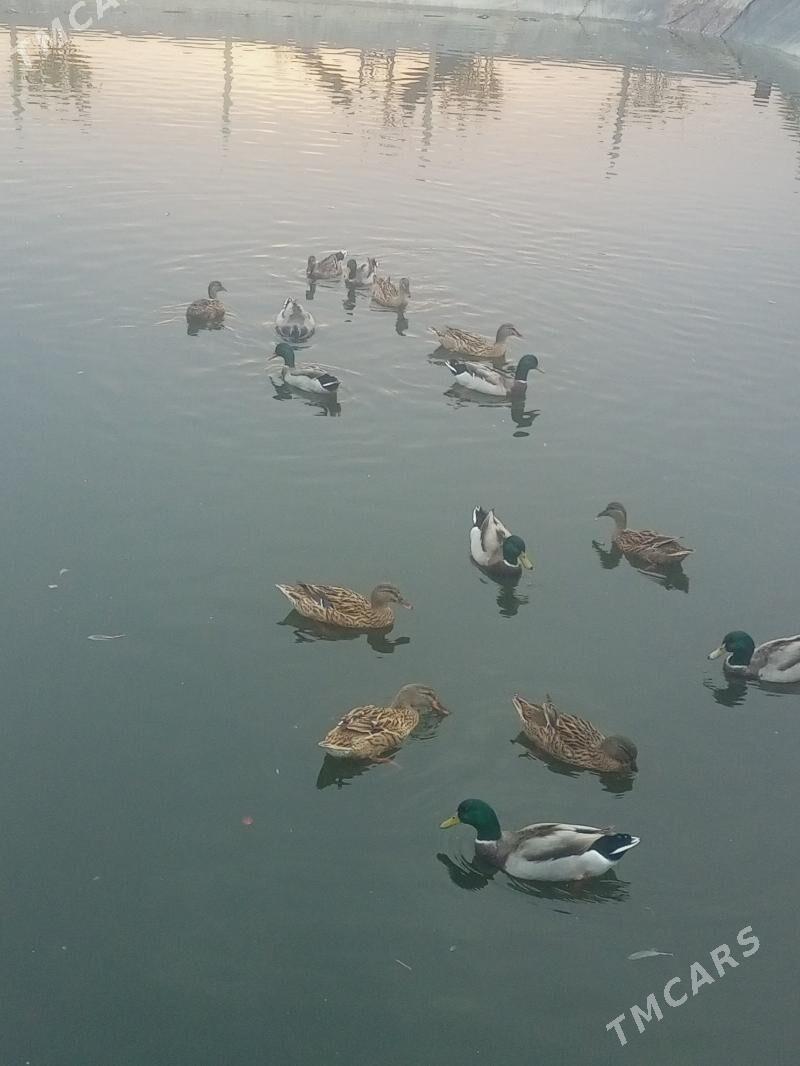 Ýabany ýaşylbaş ördek. - Murgap - img 6