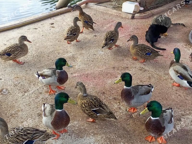 Ýabany ýaşylbaş ördek. - Murgap - img 7