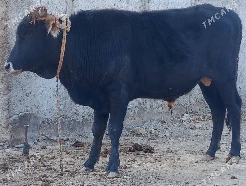 okuz - Änew - img 5