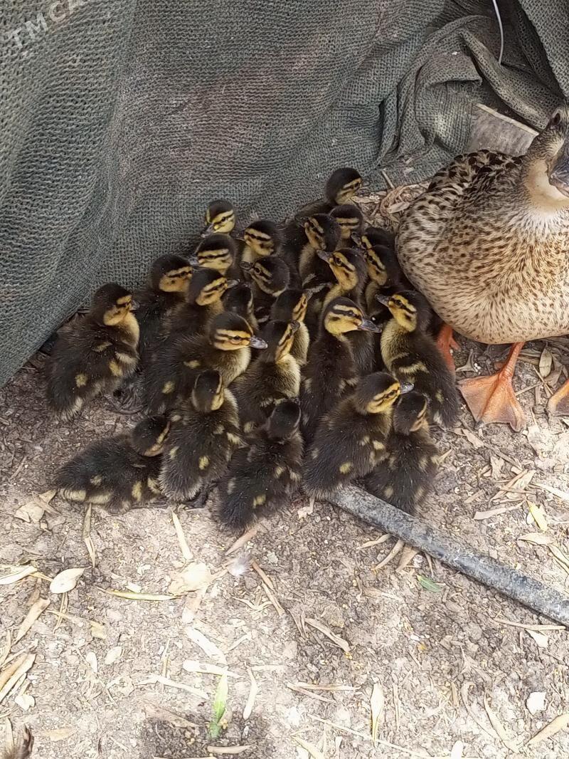 Ýabany ýaşylbaş ördek. - Murgap - img 2