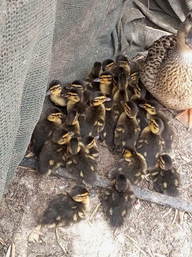 Ýabany ýaşylbaş ördek. - Murgap - img 3