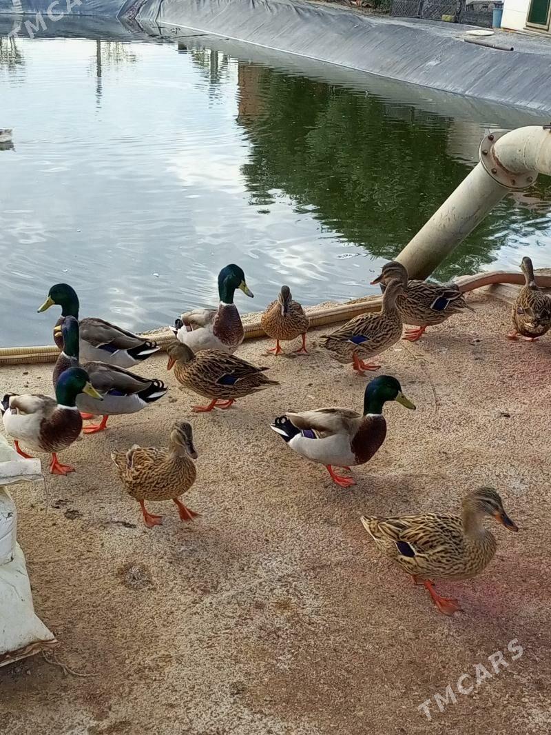 Ýabany ýaşylbaş ördek. - Murgap - img 1