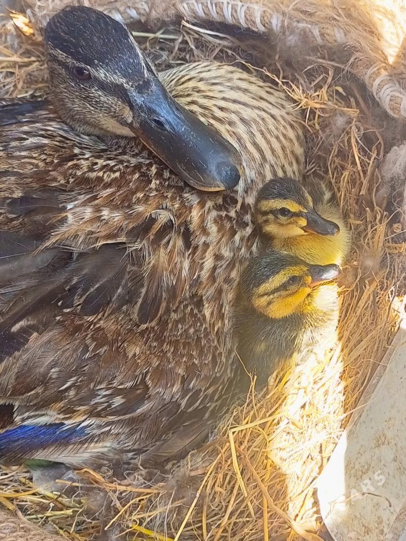 Ýabany ýaşylbaş ördek. - Murgap - img 5