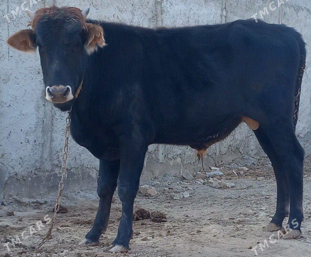 okuz - Änew - img 6