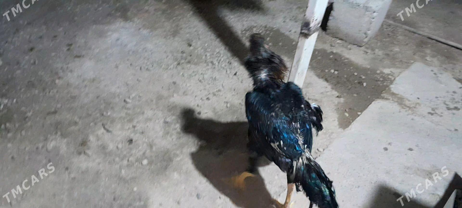 horaz - Wekilbazar - img 5