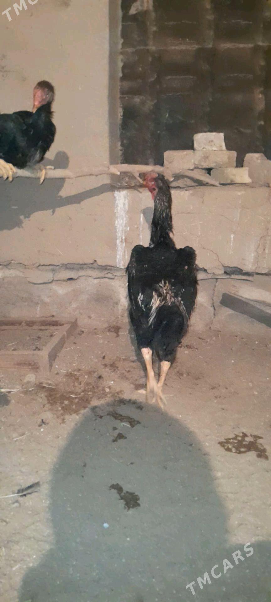 horaz - Wekilbazar - img 2