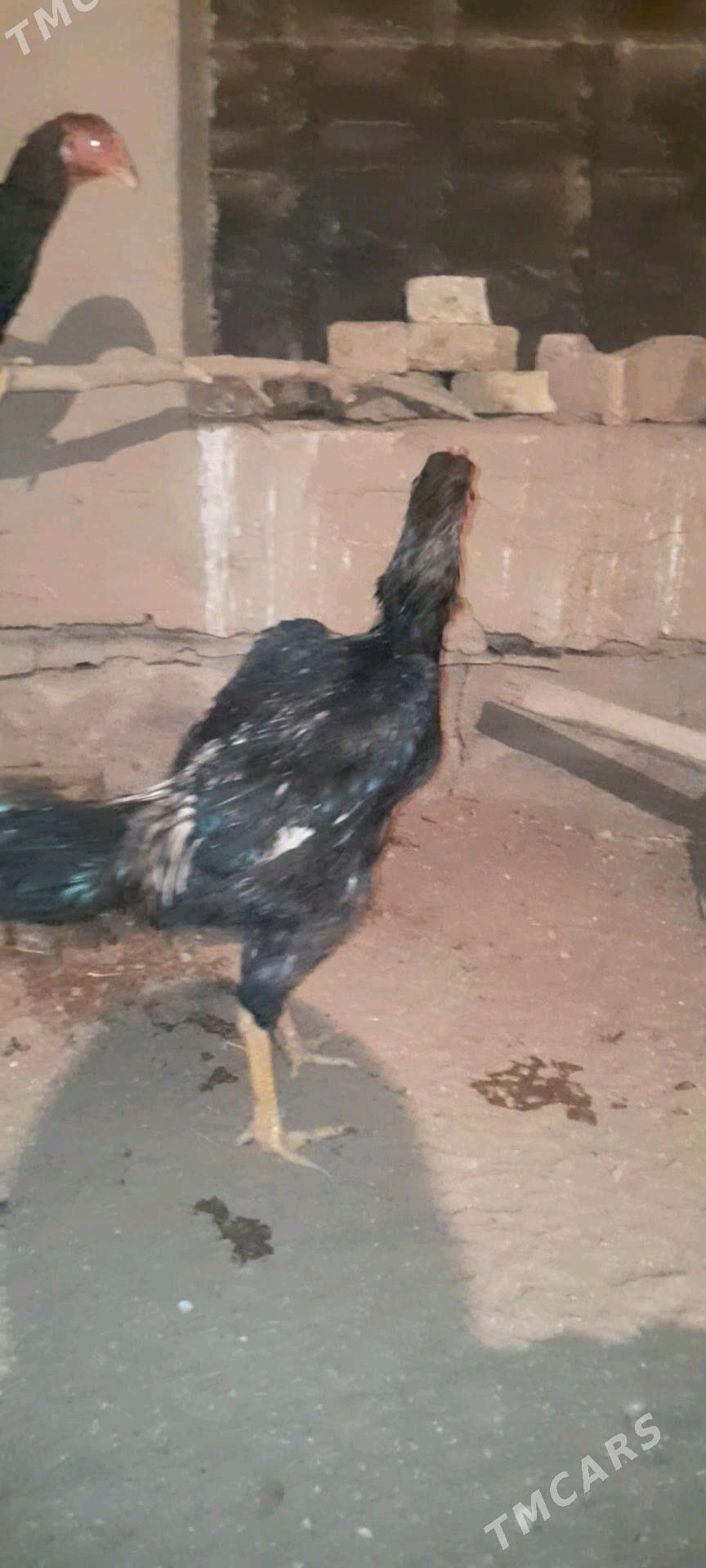 horaz - Wekilbazar - img 3