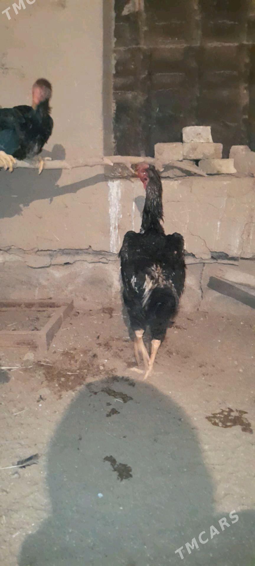 horaz - Wekilbazar - img 4