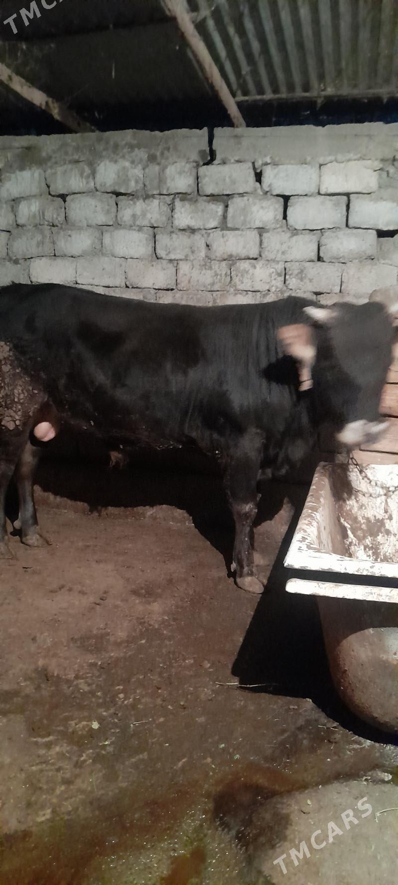 okuz - Garadamak - img 2