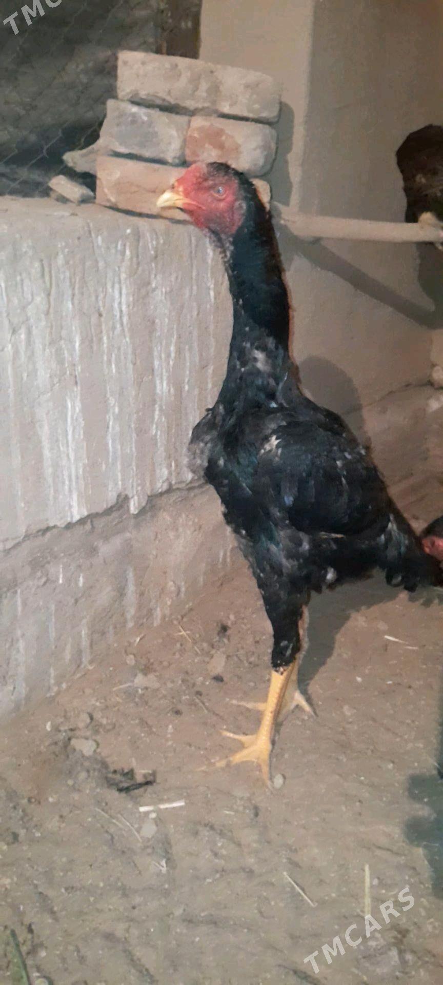 horaz - Wekilbazar - img 7