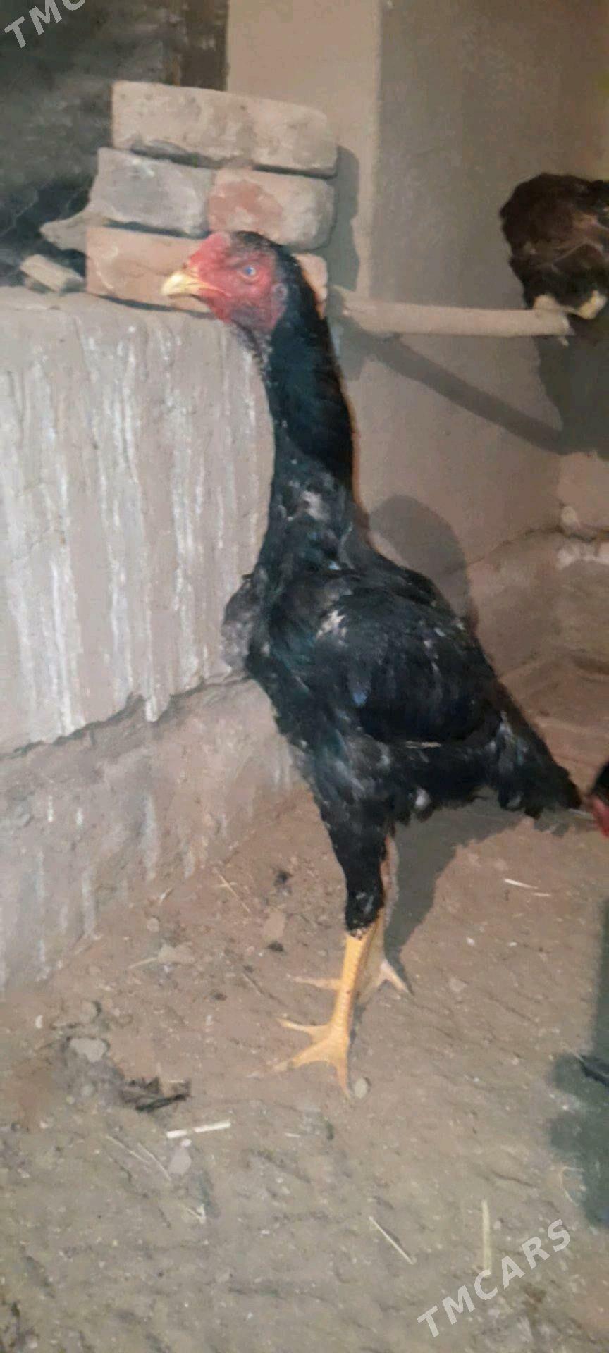 horaz - Wekilbazar - img 6