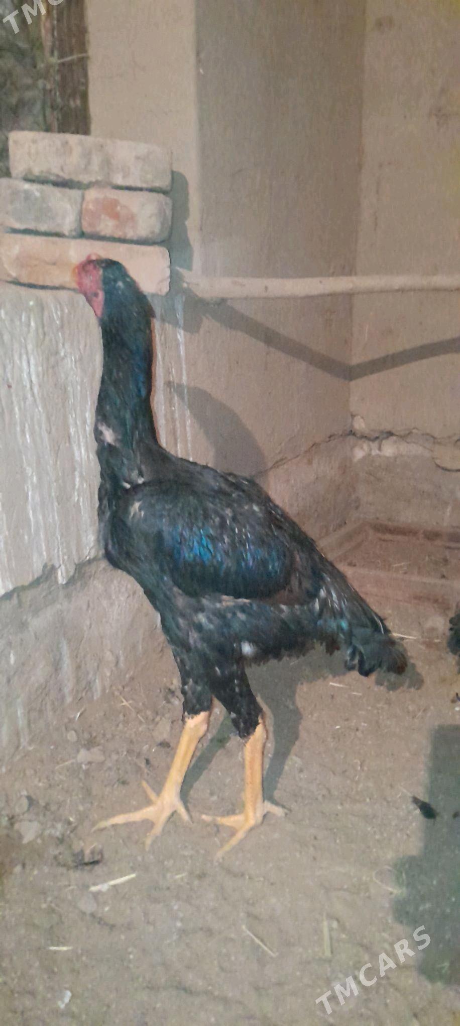 horaz - Wekilbazar - img 9