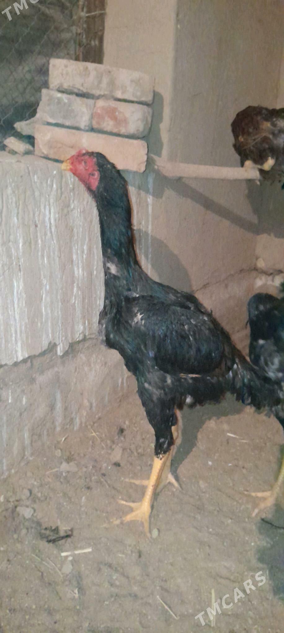 horaz - Wekilbazar - img 8