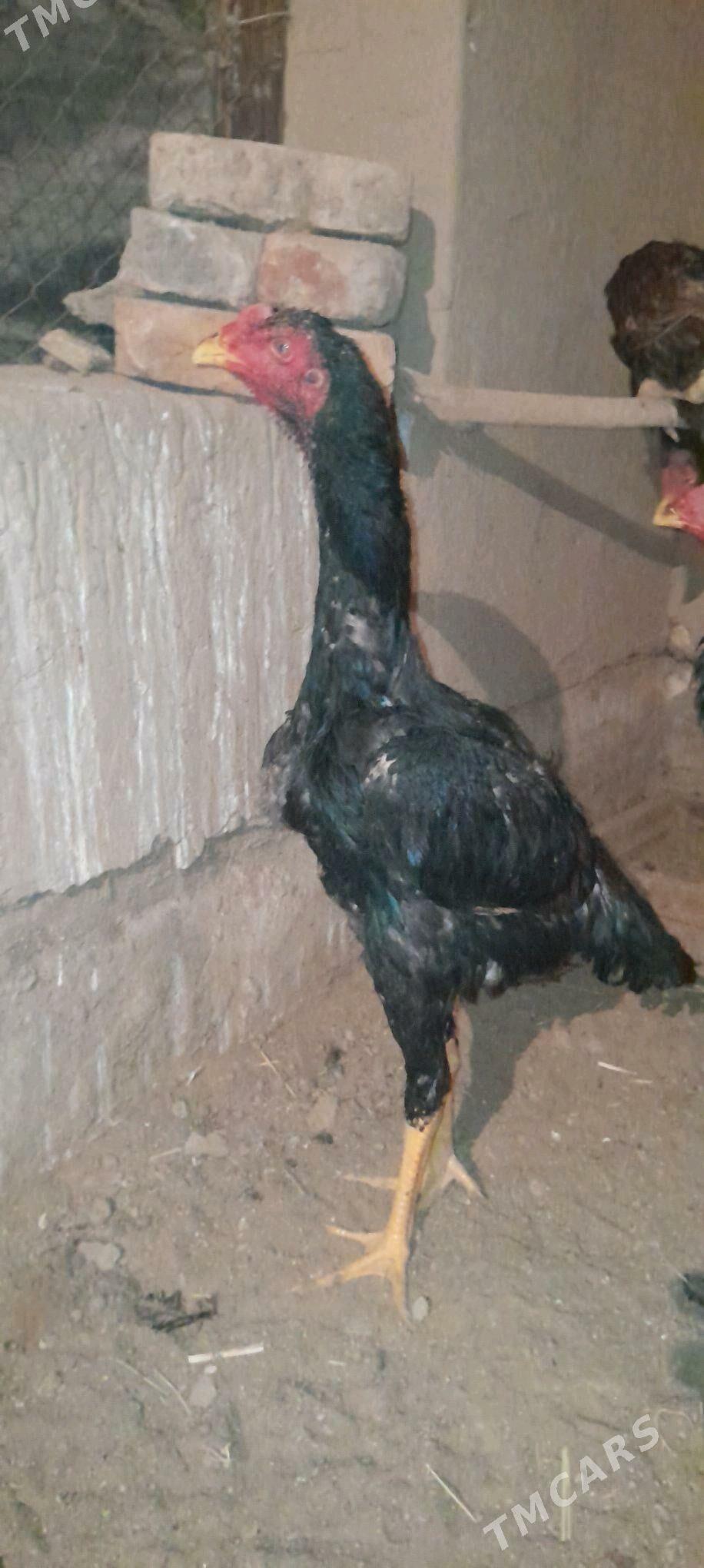 horaz - Wekilbazar - img 10