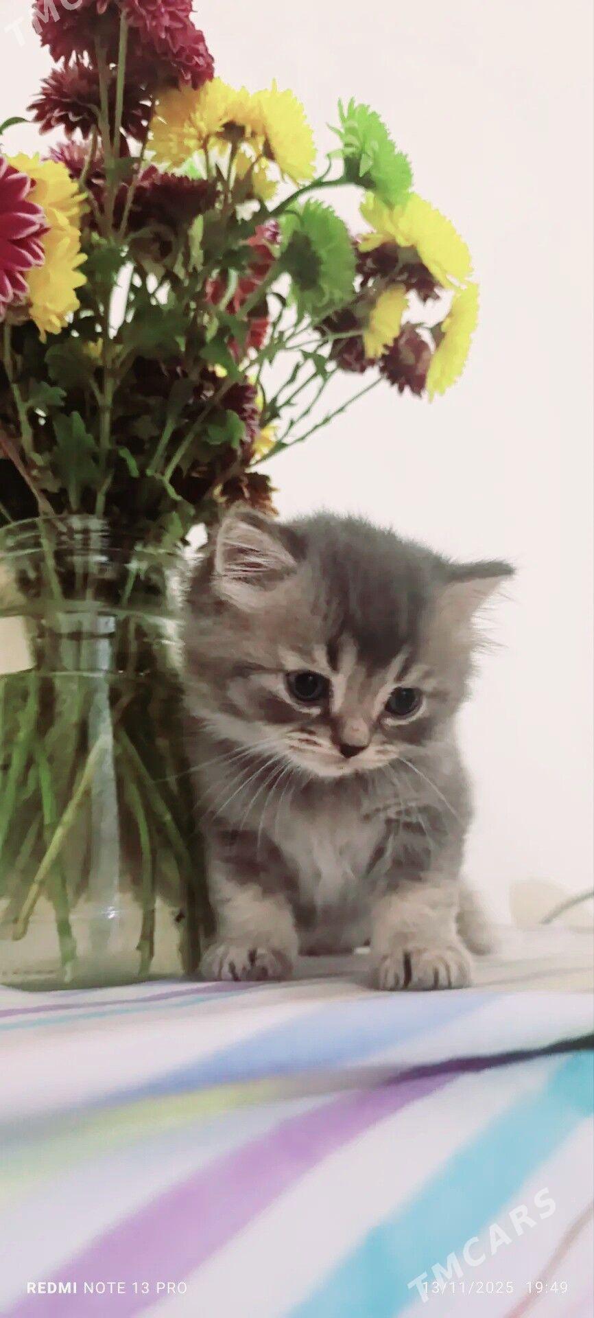 Шотландские котятки - Ашхабад - img 4