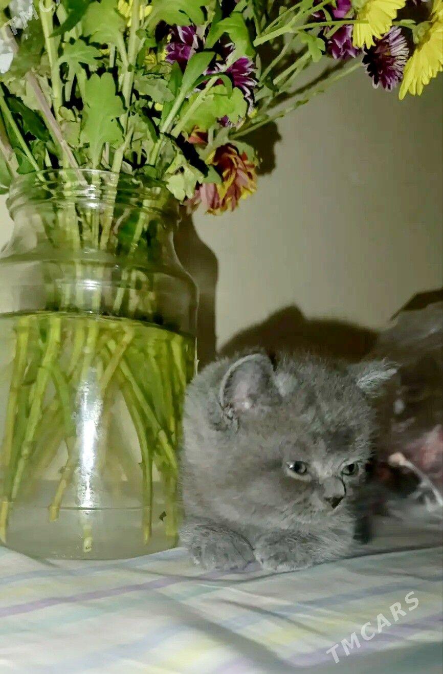 Шотландские котятки - Ашхабад - img 3