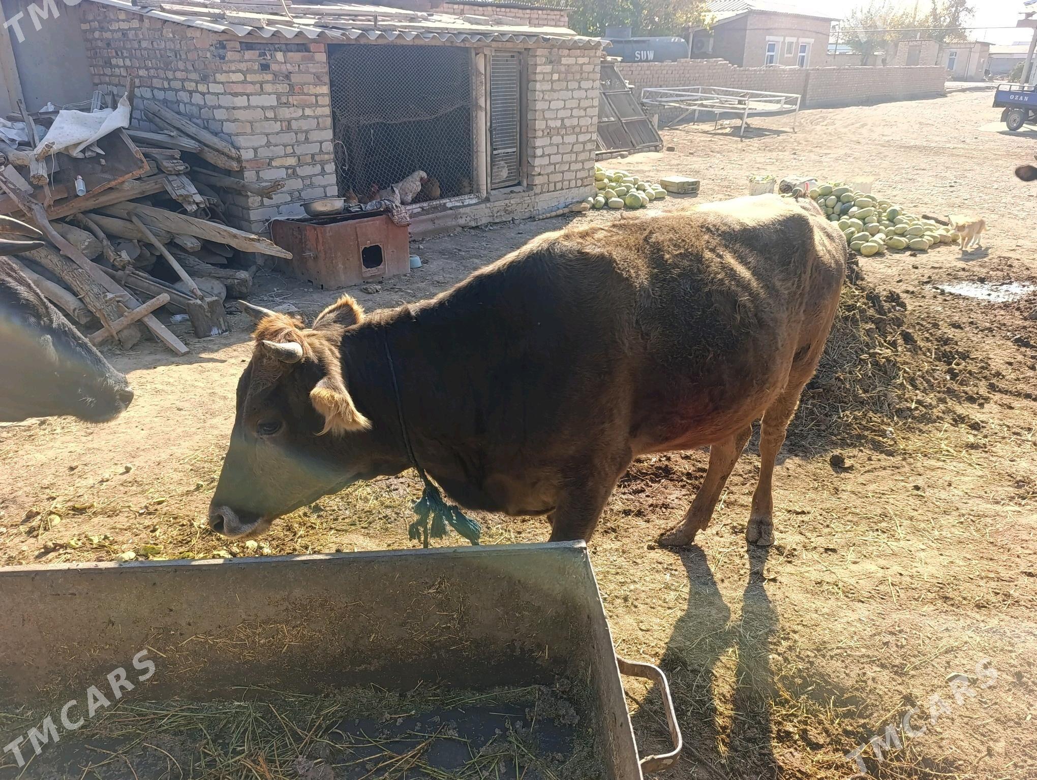 tuwe. - Бабадайхан - img 2