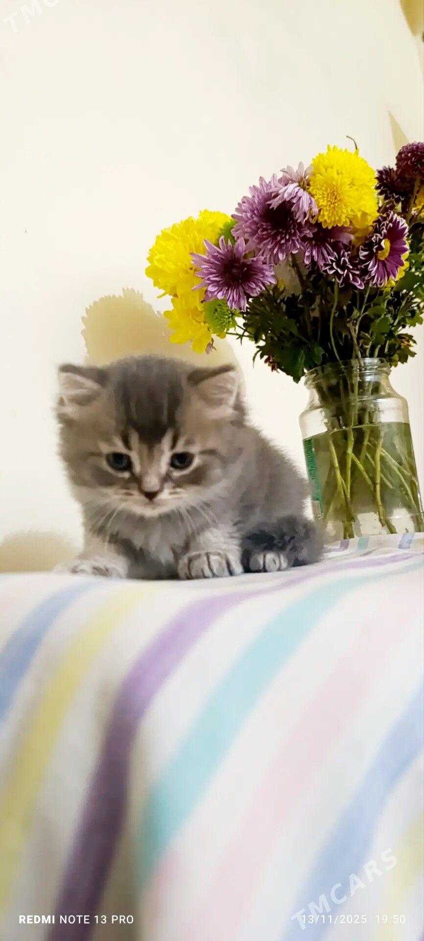 Шотландские котятки - Ашхабад - img 6