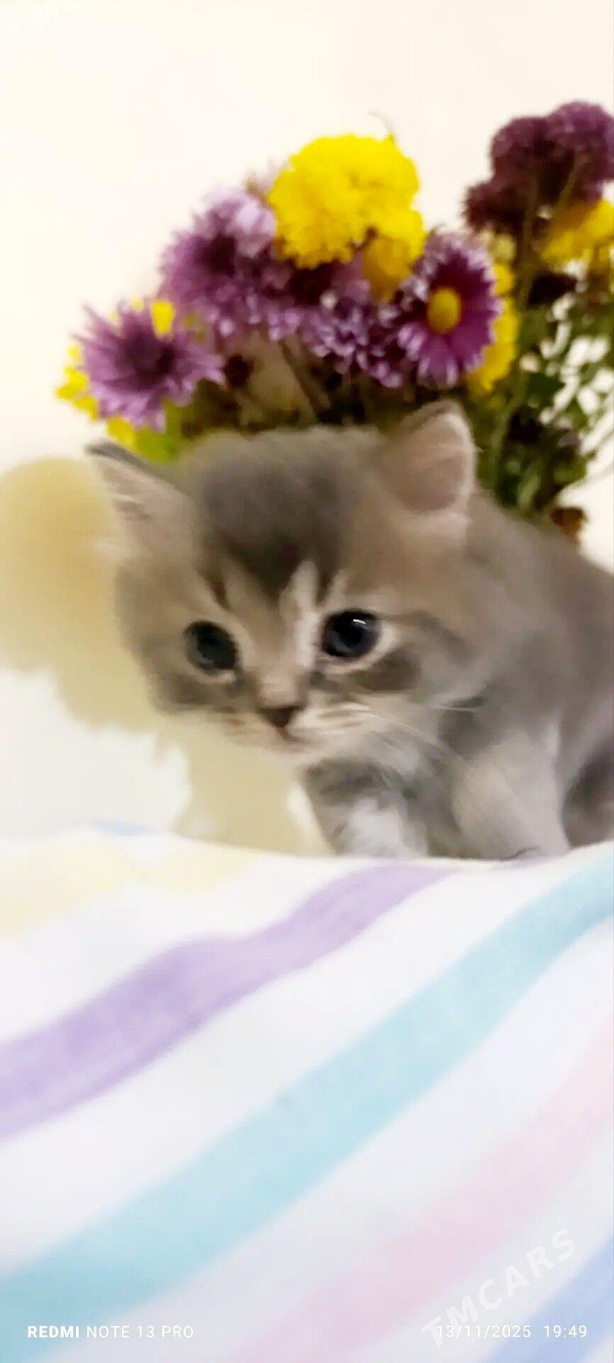 Шотландские котятки - Ашхабад - img 5