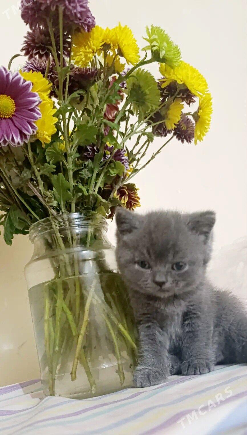 Шотландские котятки - Ашхабад - img 2