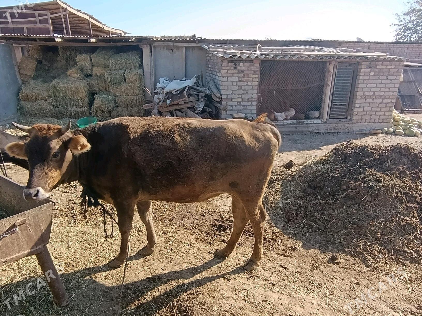 tuwe. - Бабадайхан - img 1