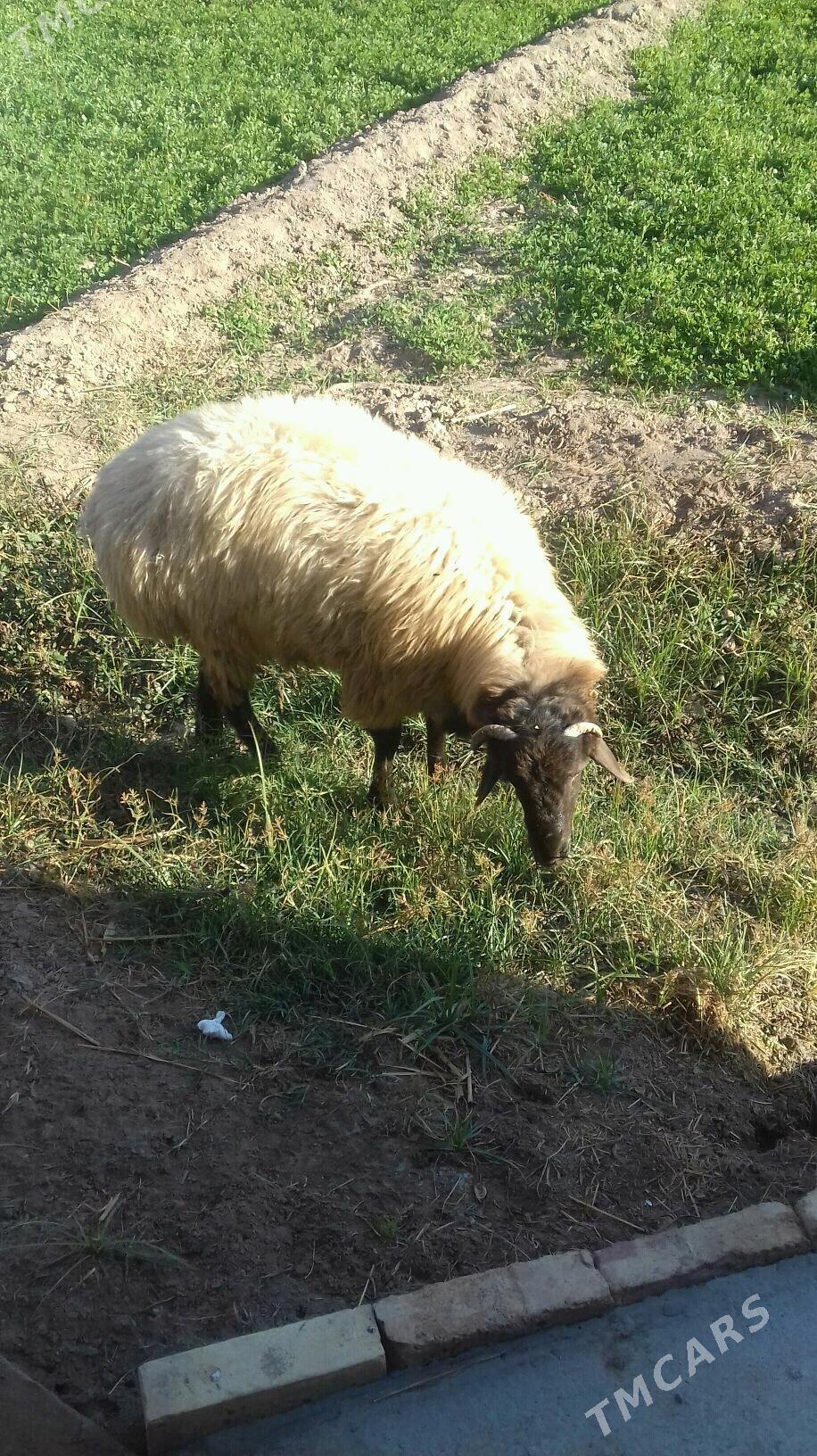 goc - Чарджоу - img 2