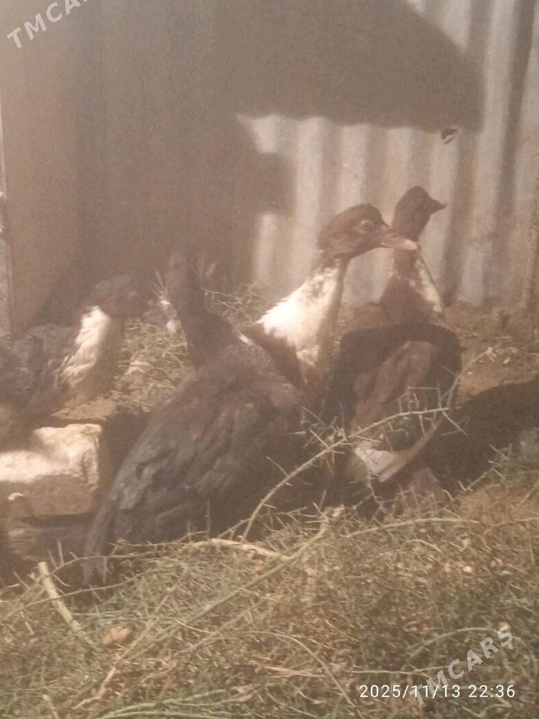 indautka - Сакарчага - img 1