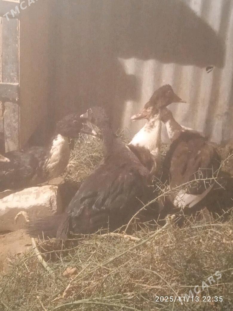 indautka - Сакарчага - img 3