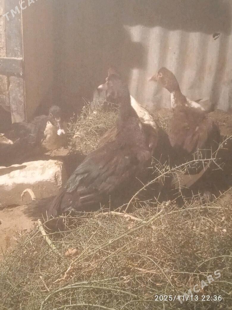 indautka - Сакарчага - img 2