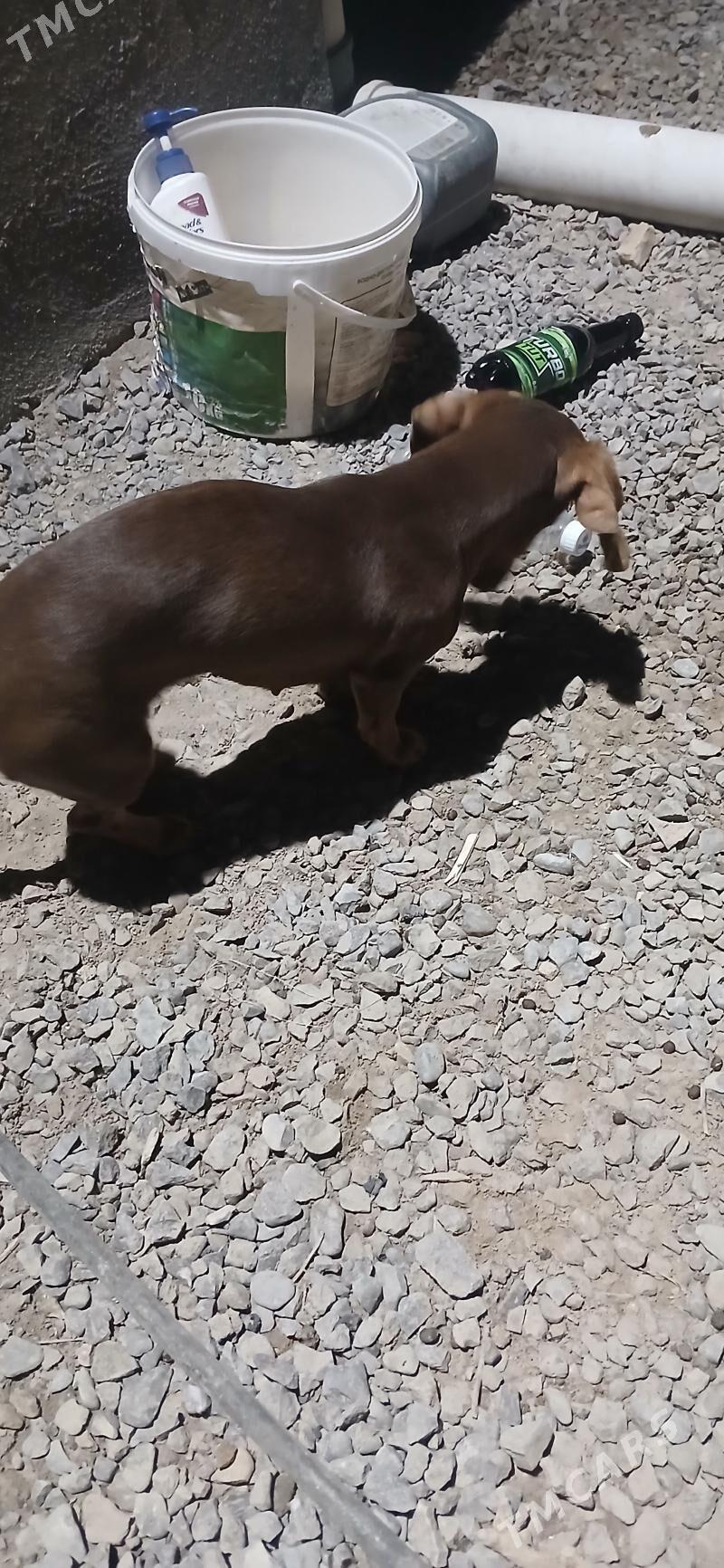 Taksa Paroda it Akylly. - Дашогуз - img 4