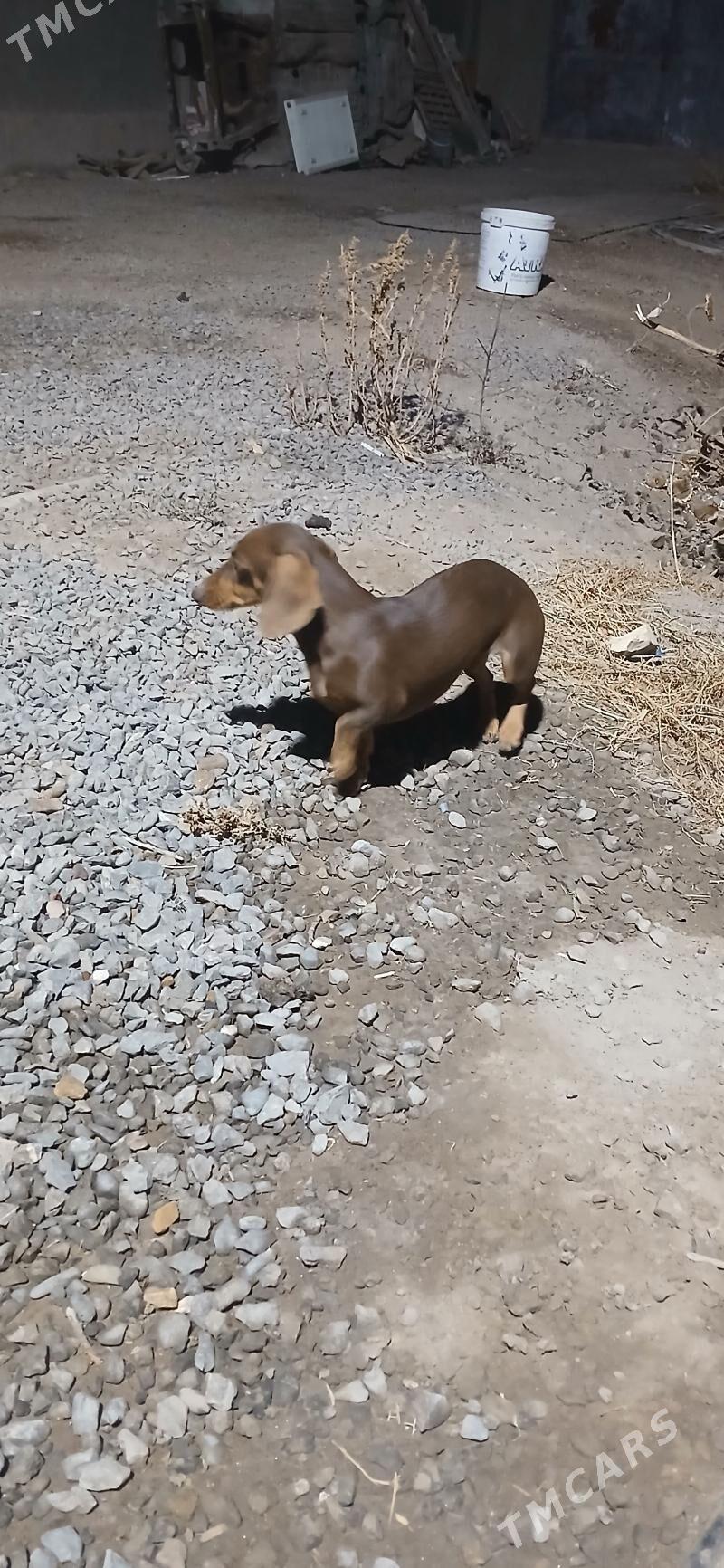 Taksa Paroda it Akylly. - Дашогуз - img 2