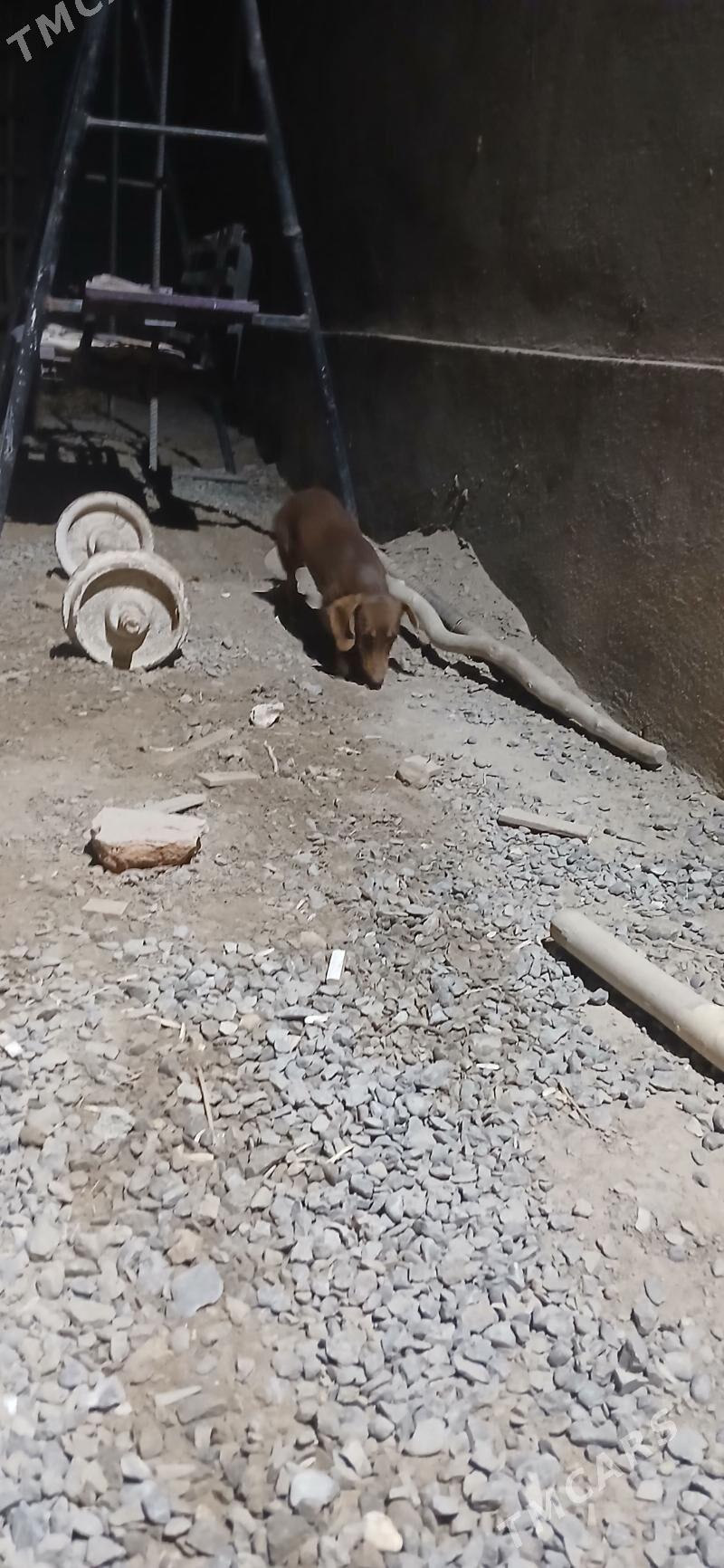 Taksa Paroda it Akylly. - Дашогуз - img 5