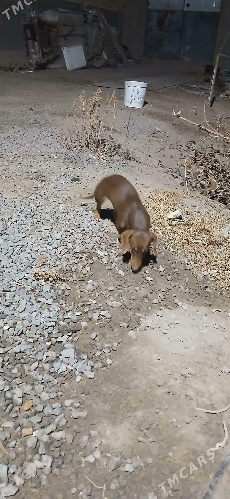 Taksa Paroda it Akylly. - Дашогуз - img 3