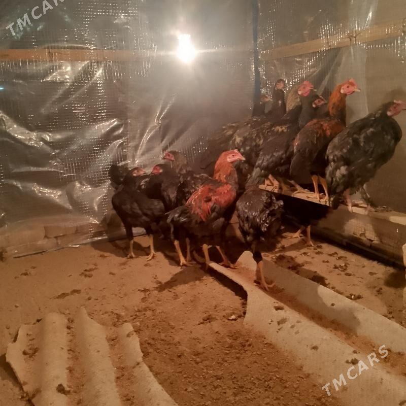 towuk - Мары - img 3