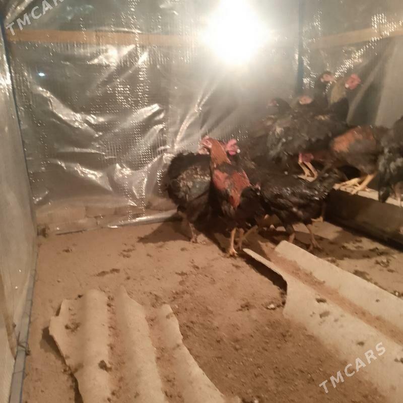 towuk - Мары - img 2