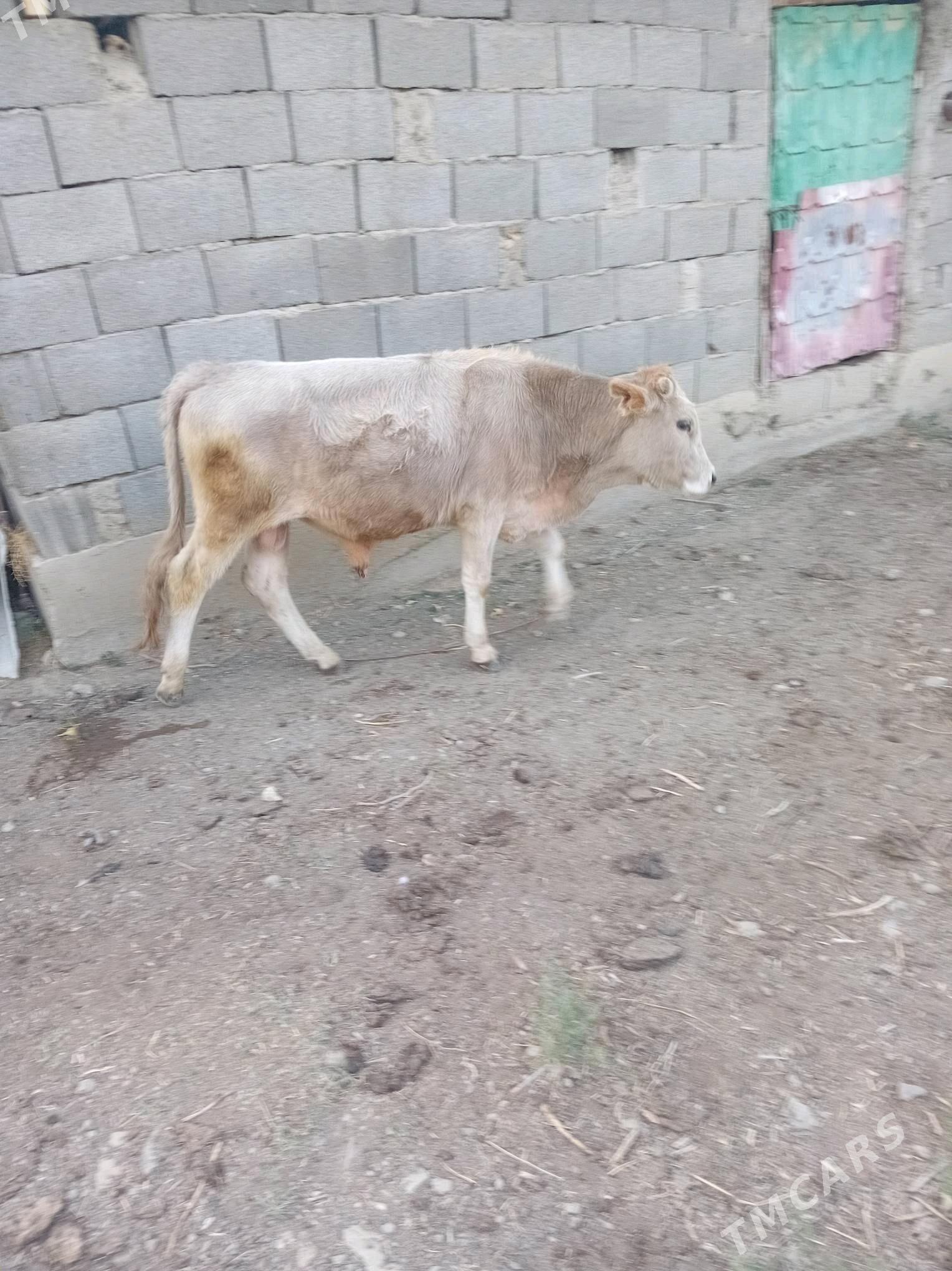 3 oküz - Махтумкули - img 2