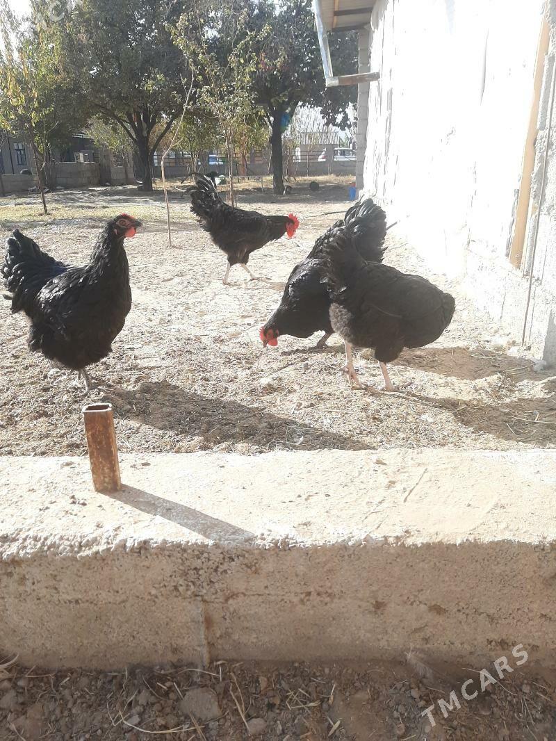 gigant towuk - Ашхабад - img 2