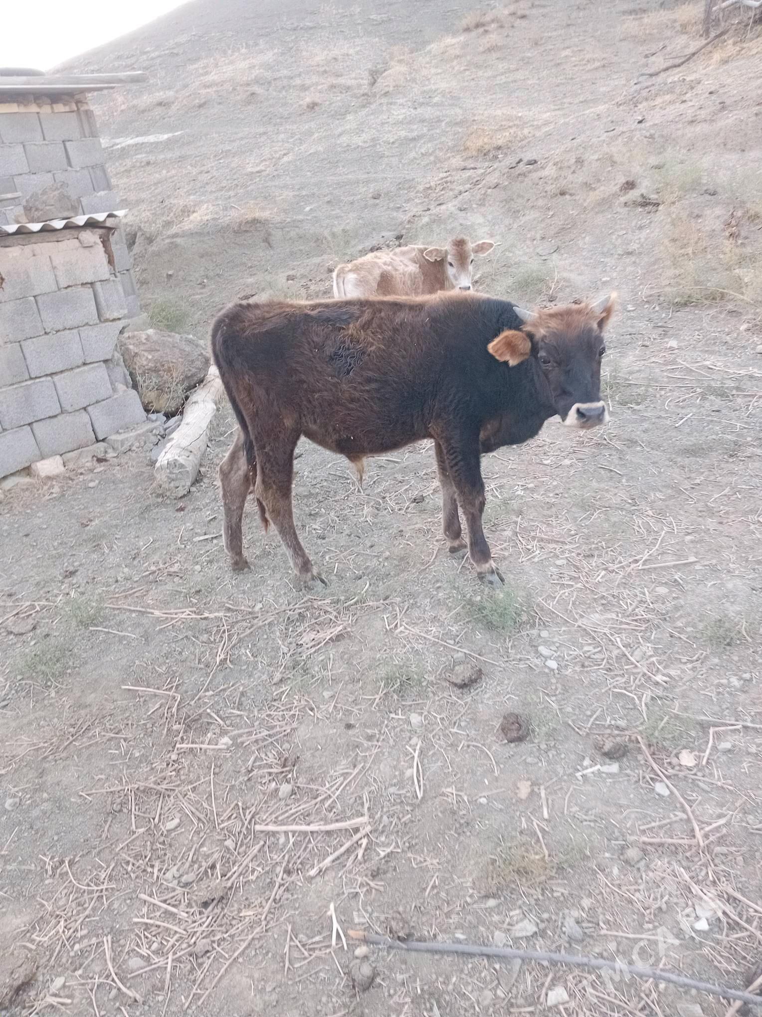 3 oküz - Махтумкули - img 3