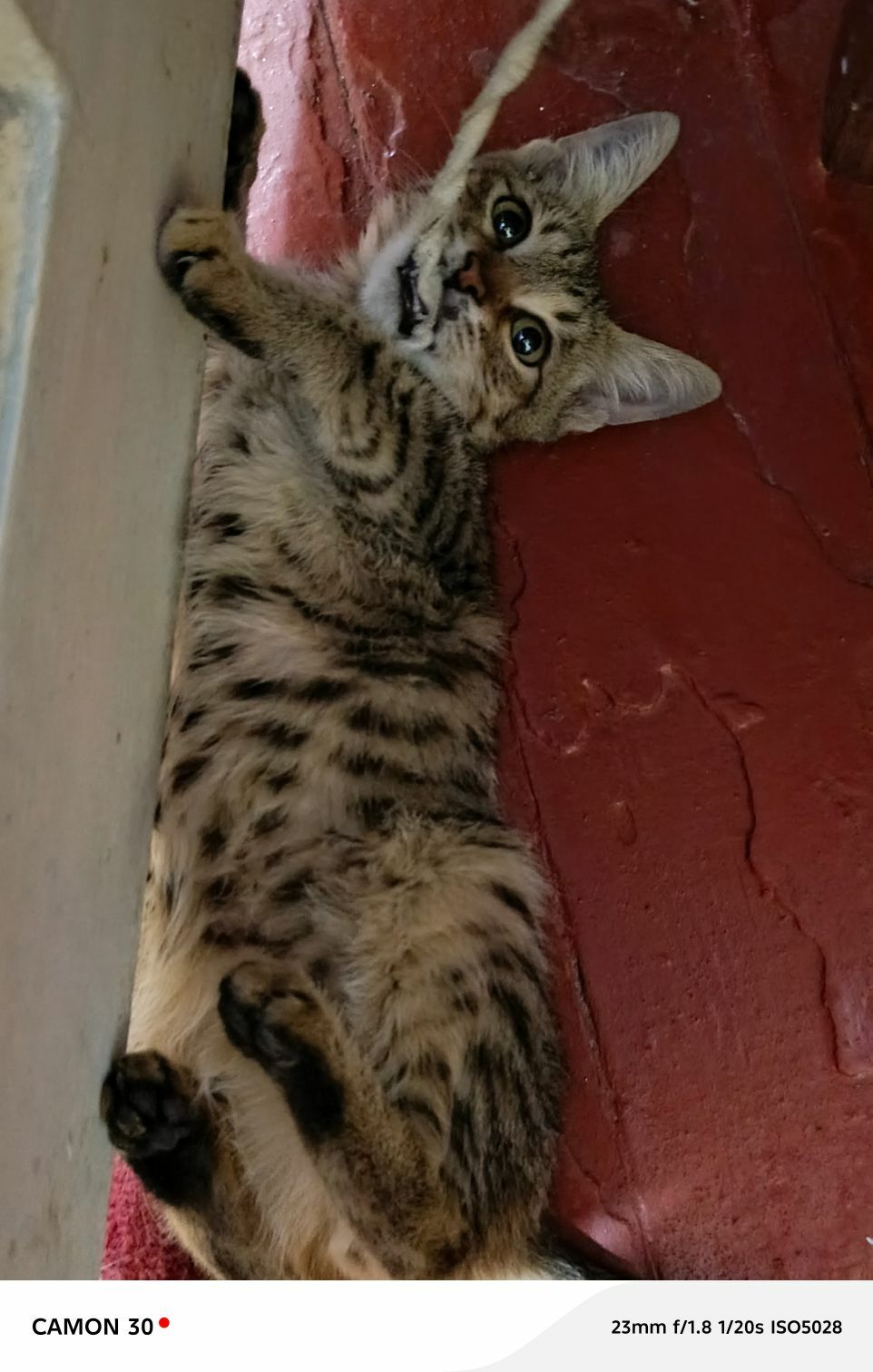 Котёнок мальчик - Туркменабат - img 3