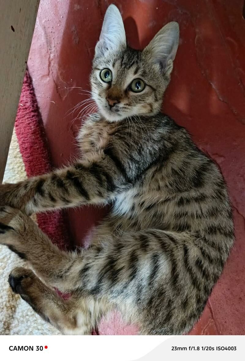 Котёнок мальчик - Туркменабат - img 4