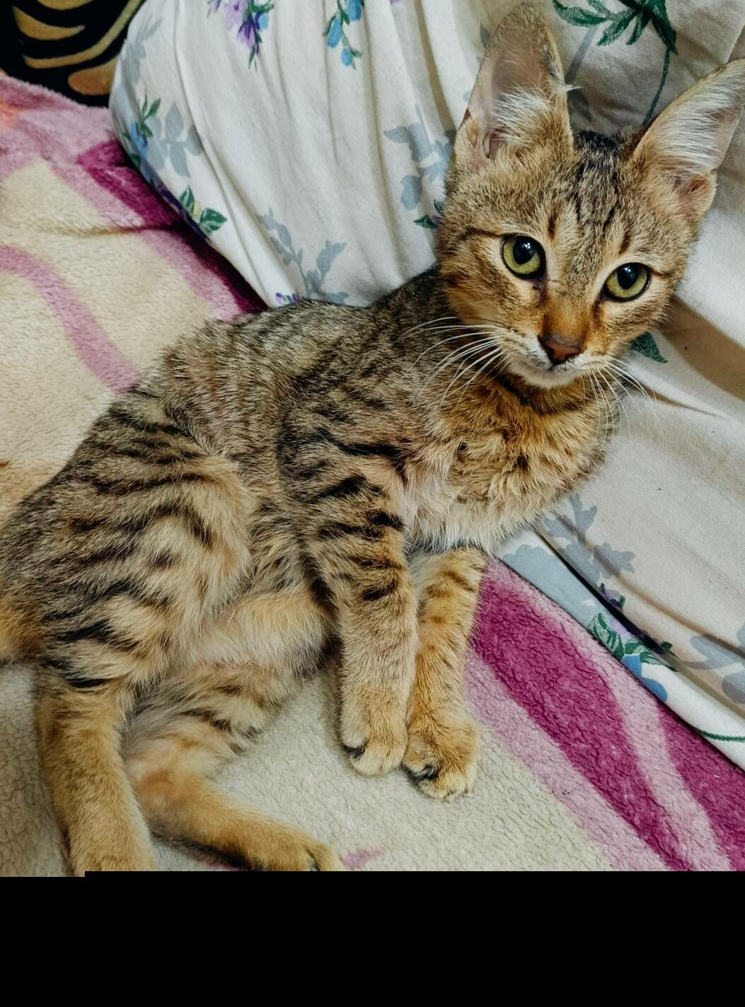 Котёнок мальчик - Туркменабат - img 2