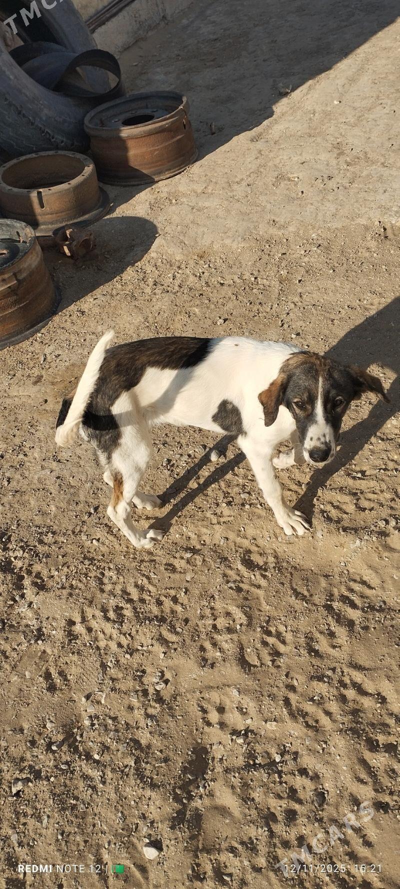 Tazy - Балканабат - img 4