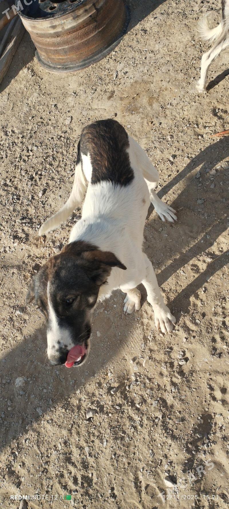 Tazy - Балканабат - img 6