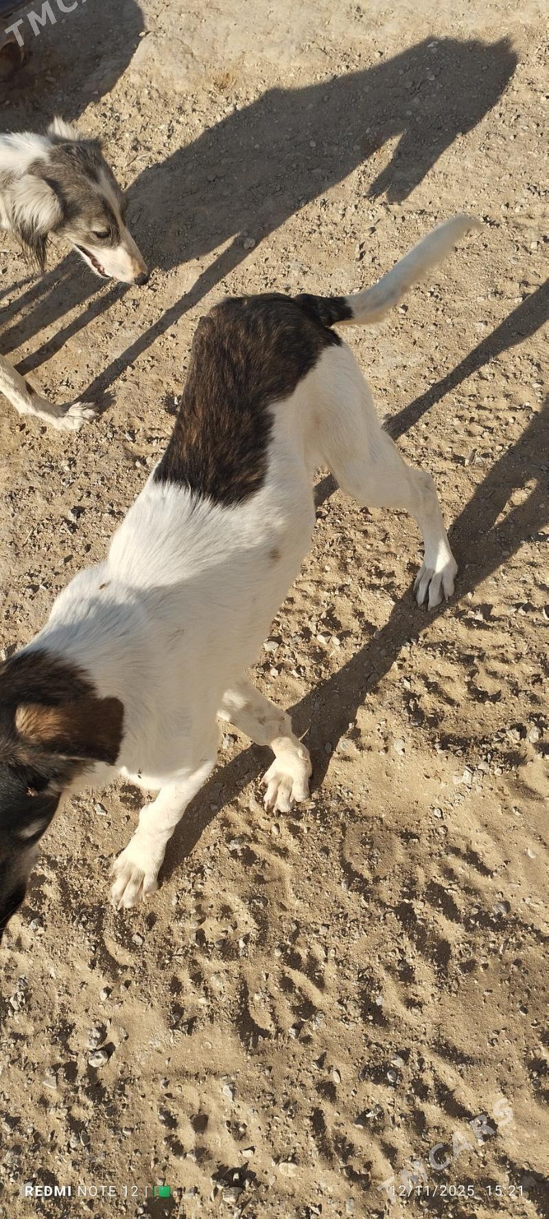 Tazy - Балканабат - img 7