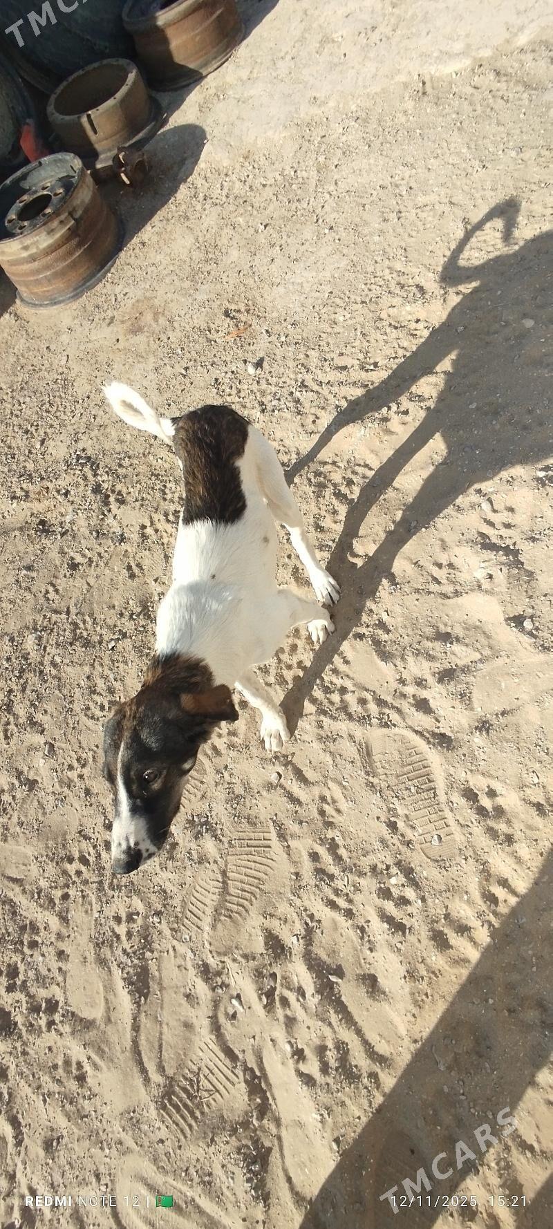 Tazy - Балканабат - img 5