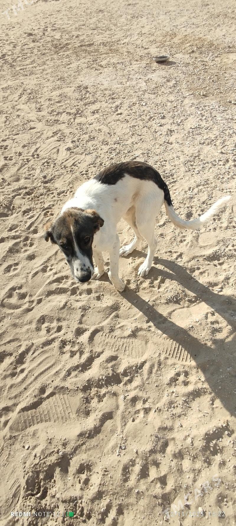 Tazy - Балканабат - img 3