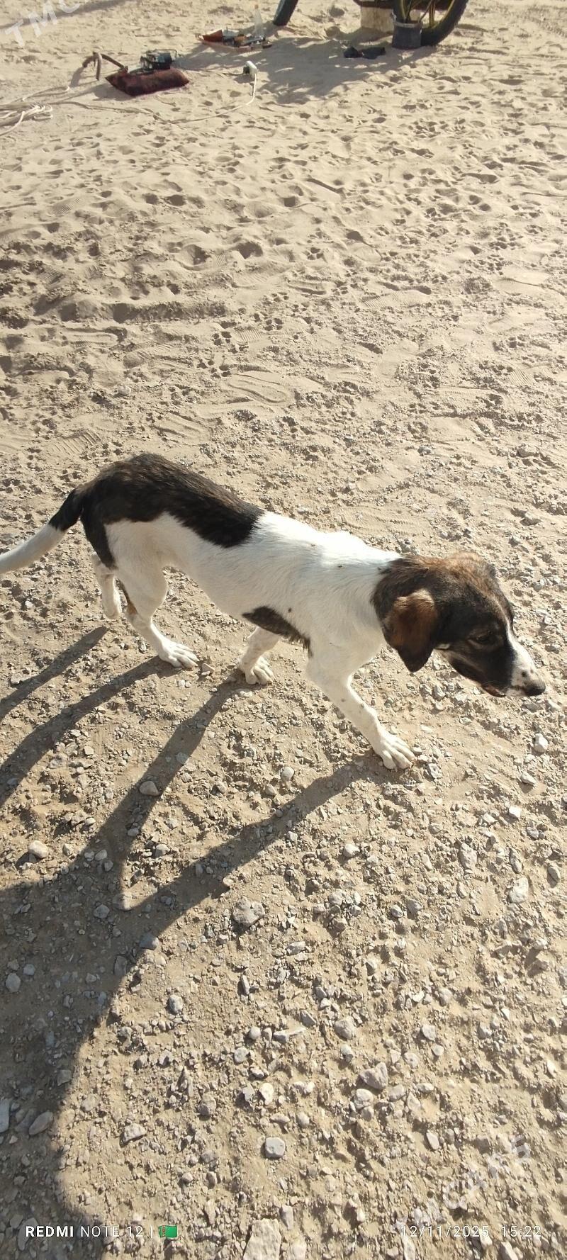 Tazy - Балканабат - img 2