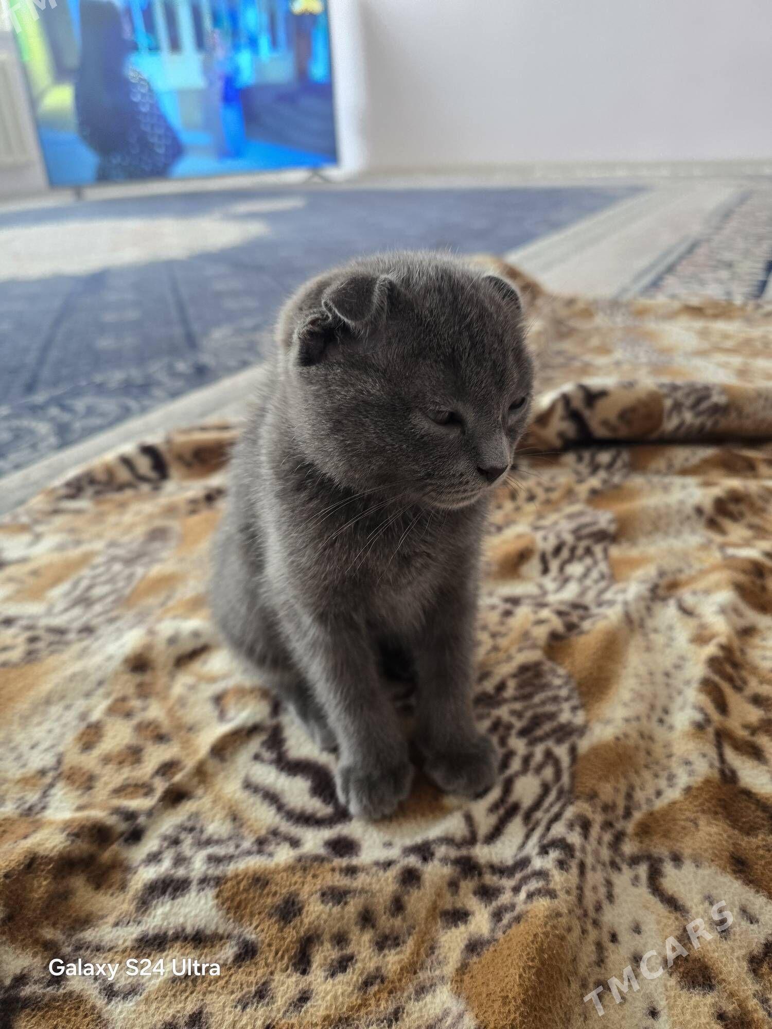 pishik - Daşoguz - img 1